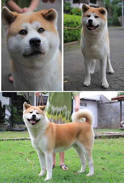 Pejantan Akita Inu : Ina.Ch Akihito Halne Wzgorze