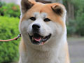 Pejantan Akita Inu : Ina.Ch Akihito Halne Wzgorze