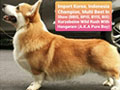 Pejantan Corgi Import : Ch.Kurzebeine Avengers Wild Rush