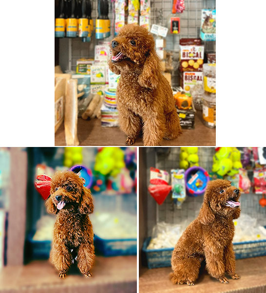 Pejantan Poodle : Mickey Von Triple H