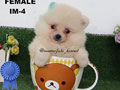 Sale Baby Super Mini Pomeranian 