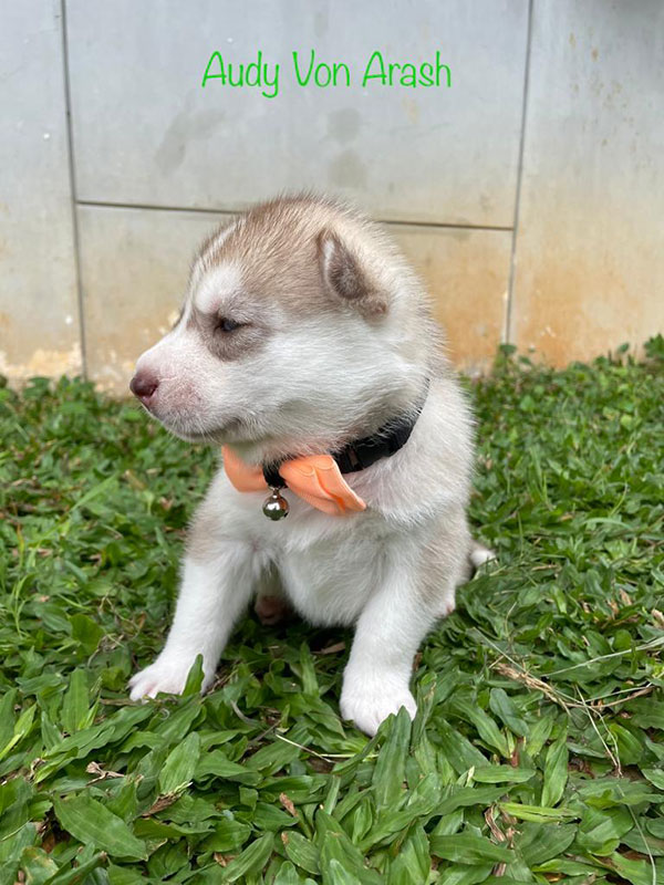 For Sale Siberian Husky Puppy