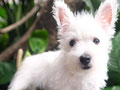 For Sale Puppy West Highland Terrier