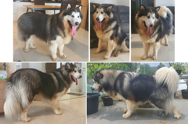 Pejantan Alaskan Malamute : Malamute Yibo