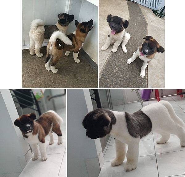 For Sale 2 Male American Akita Puppies
