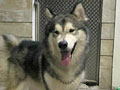 Pejantan Alaskan : One Von Exotic Premium Kennel