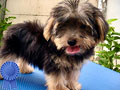 For Sale Very Fluffy & So Cute Yorkie