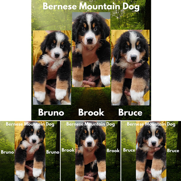 Bernese Mountain Dog Istimewa