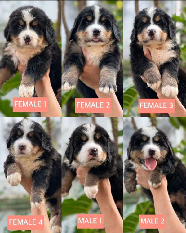 For Sale Bernesse Mountain Dog Puppy