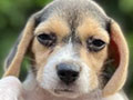 Jual Beagle Puppies