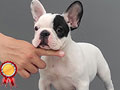 For Sale Cute Baby French Bulldog