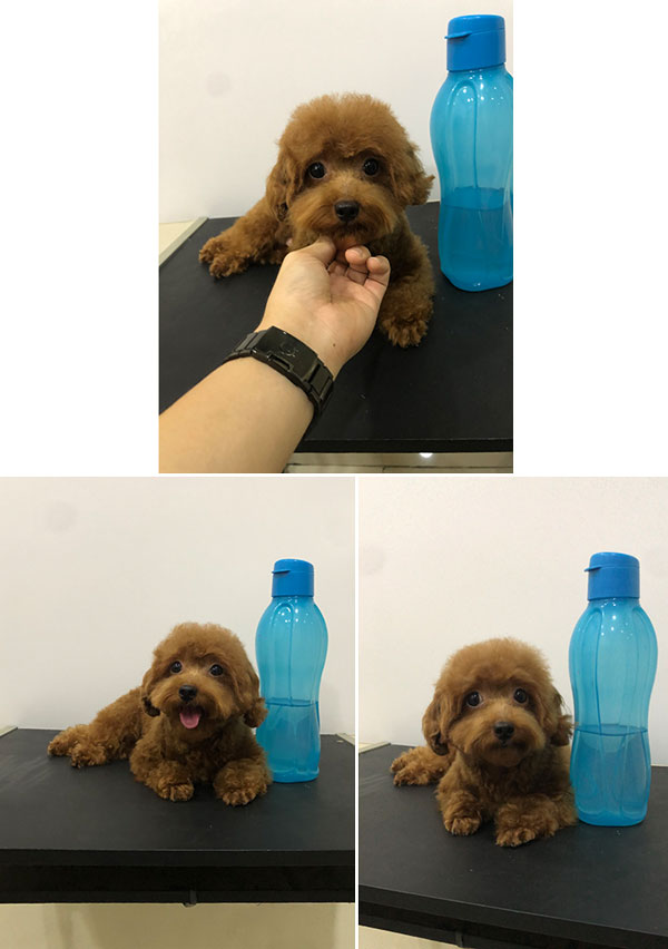 Pejantan Poodle : Abon V Sun Pulpy
