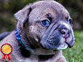 Exotic Bully Puppies With Supreme Quality!