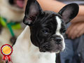 Puppy French Bulldog Betina Special Quality