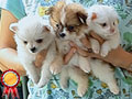 Jual 8 Anjing Pomeranian Mini & Supermini