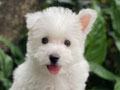For Sale Puppy Female West Highland Terrier