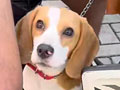 Open Adopt Beagle Tricolor Betina