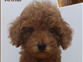 Fawn Toy Poodle Puppies
