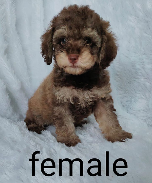 Jual Puppy Poodle Warna Exotic