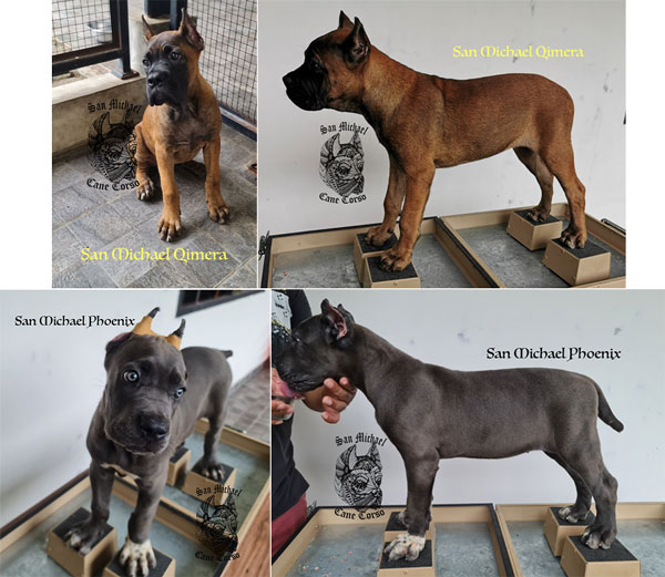 2 Gorgeous Solid Girl Cane Corso Available