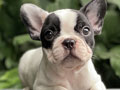 For Sale Puppy Female French Bulldog