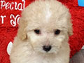 Toy Poodle Top Quality