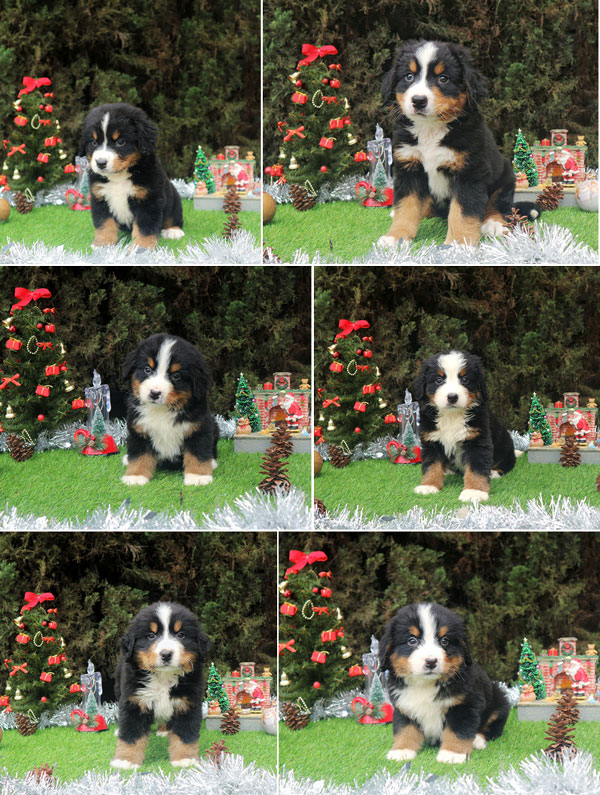 For Sale Bernese Mountain