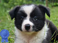 Border Collie Puppy For Sale 