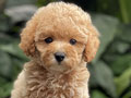 For Sale Puppy Super Tiny Fawn Toy Poodle