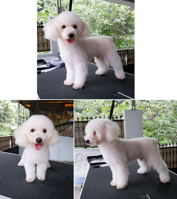 Pejantan Snow White Toy Poodle : Bailey Von N.N