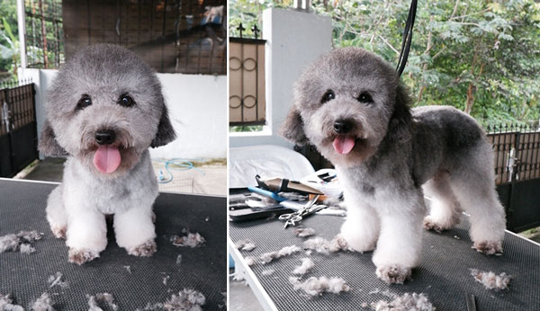 Pejantan Silver Toy Poodle : Austin V Victory