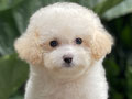 Puppy Tiny White Light Silver Toy Poodle 