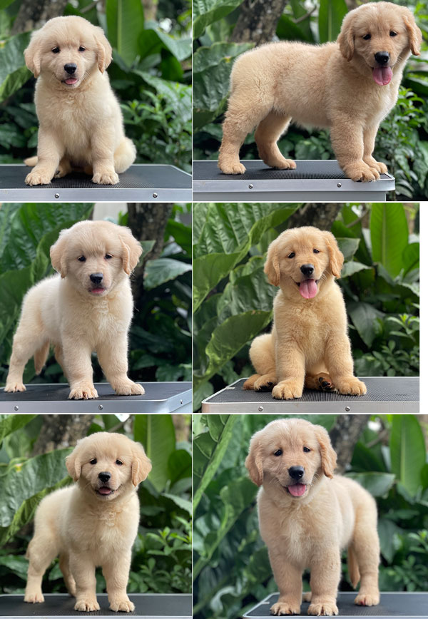 For Sale Puppy Female Golden Retriever