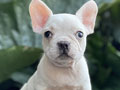 For Sale Puppy French Bulldog