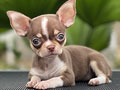 For Sale Puppy Female Mini Chihuahua