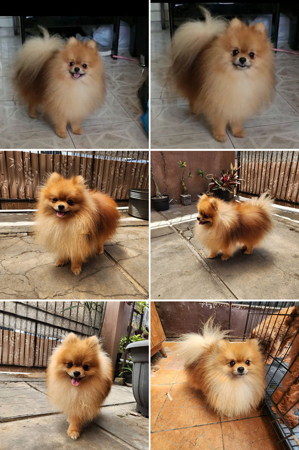 Pejantan Pomeranian : Valdo Von Kacapiring
