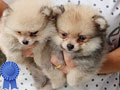 Jual 11 Anjing Pomeranian Mini & Supermini