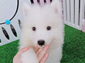 Jual Samoyed Puppies