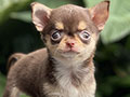 For Sale Puppy Super Mini Female Chihuahua