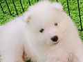 Jual Samoyed Puppies Jantan Betina