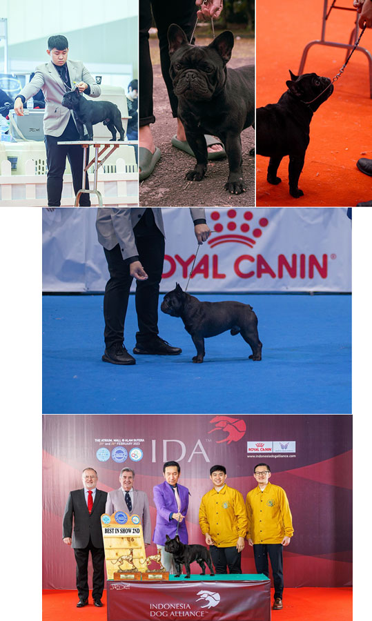 Pejantan French Bulldog : CH. Cane Guardiano Ikaros