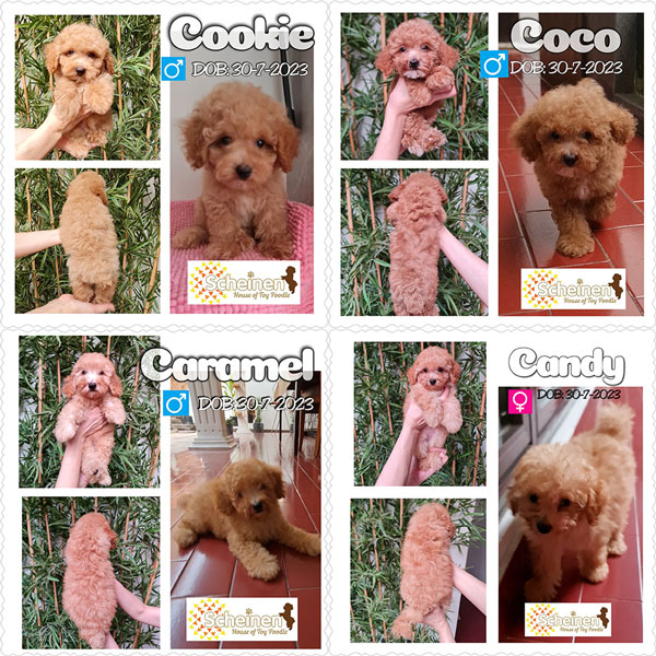 Dijual 4 Anak Toy Poodle