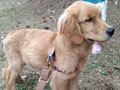 Jual Golden Retriever 