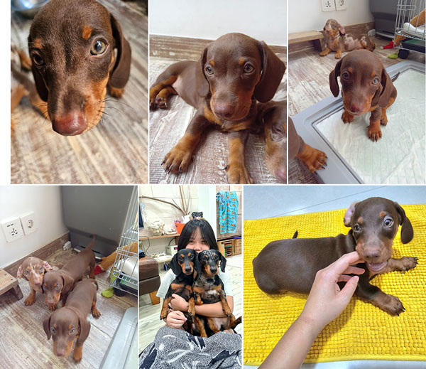 Dijual Anakan Anjing Mini Dachshund