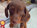 Dijual Anakan Anjing Mini Dachshund