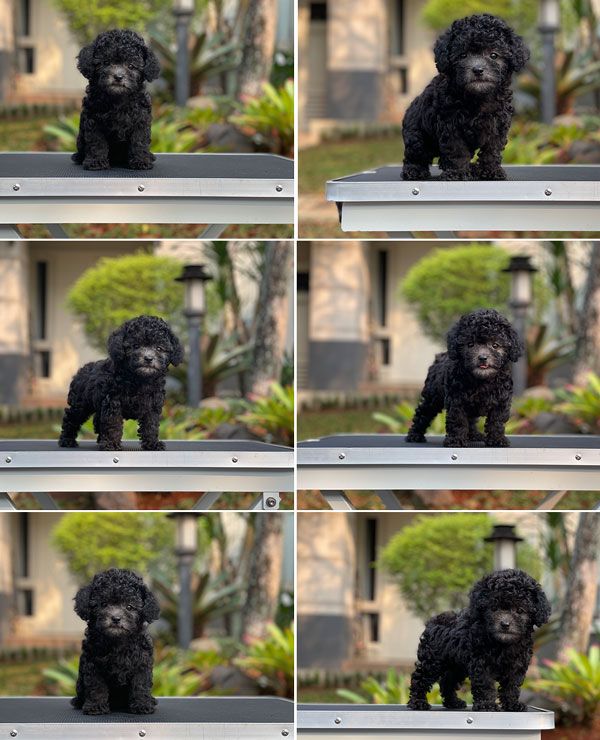 Puppy Tiny Female Light Silver Toy Poodle