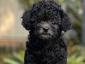 Puppy Tiny Female Light Silver Toy Poodle