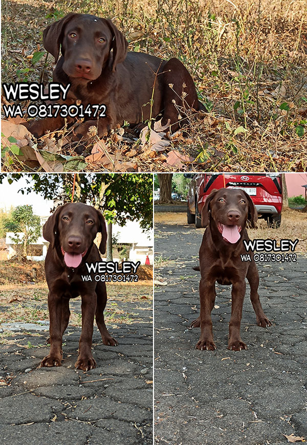 Dijual Anakan Labrador Retriever Chocolate