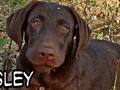 Dijual Anakan Labrador Retriever Chocolate