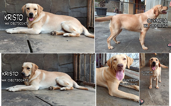 Jual Labrador Retriever Male & Female